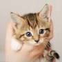 little_cat.jpg